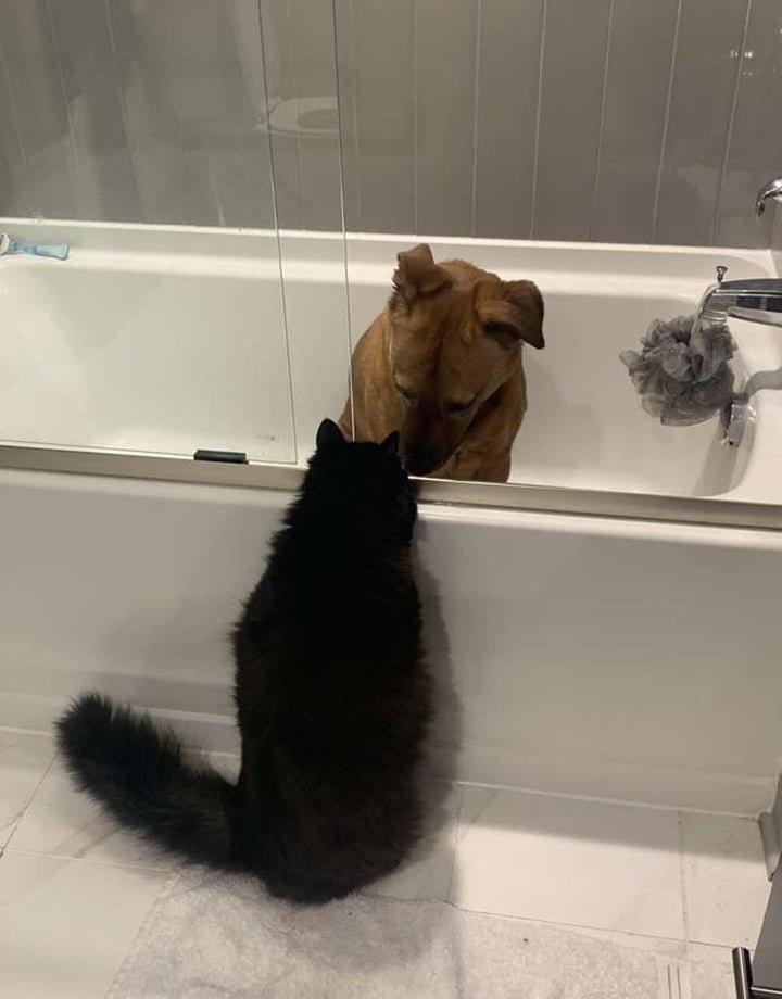 Gato se asegura de que su amigo perro esté bien durante la tormenta 5 Marvin consolando a Moose