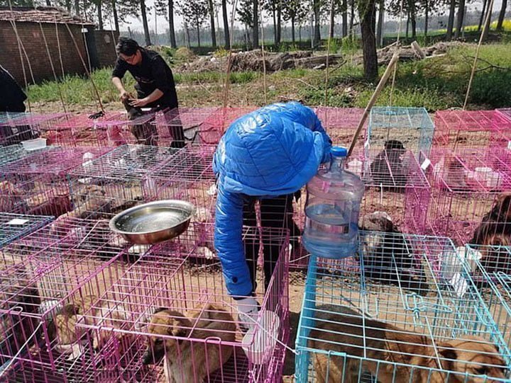 Cientos de perros robados fueron rescatados de un matadero ilegal en China 12 Mascotas liberadas de matadero