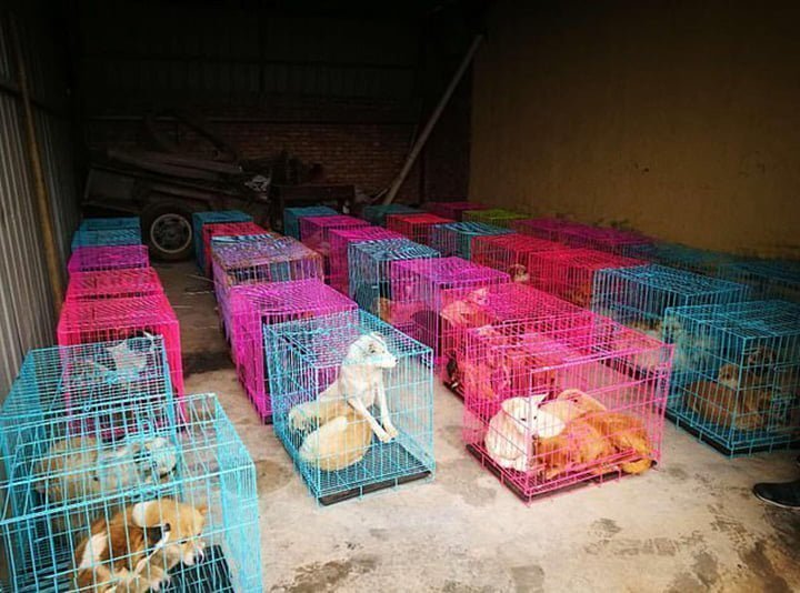 Cientos de perros robados fueron rescatados de un matadero ilegal en China 11 Mascotas libres