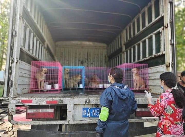 Cientos de perros robados fueron rescatados de un matadero ilegal en China 8 Mascotas rescatadas de matadero ilegal