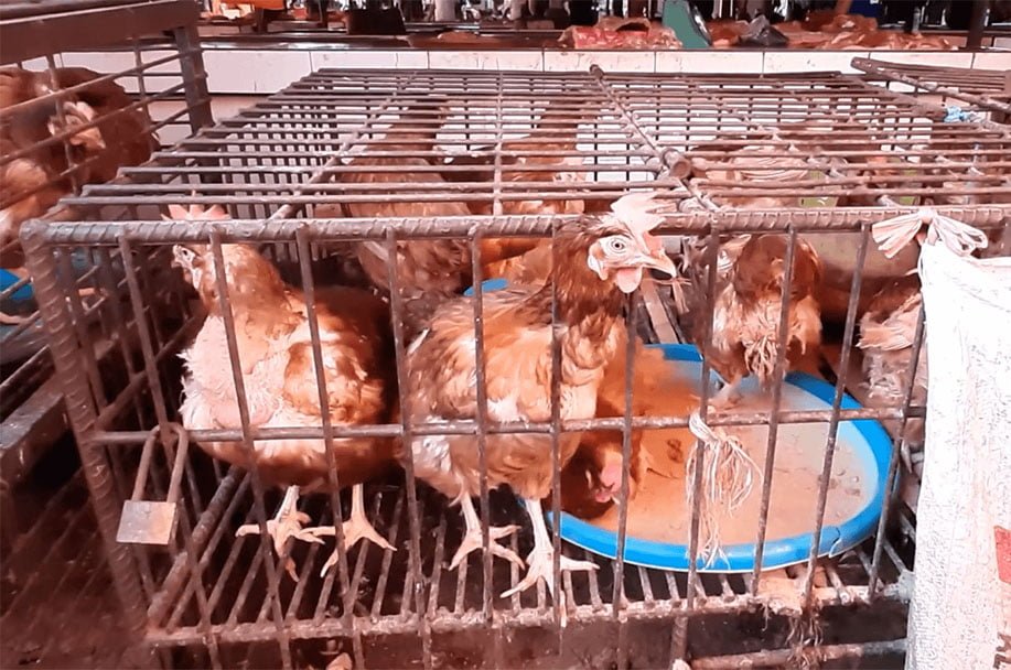 Mercado en Indonesia continúa vendiendo animales exóticos a pesar de la pandemia 6 Mercado de Indonesia