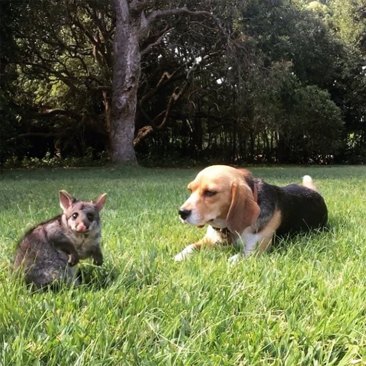 Beagle adopta a una zarigüeya bebé después de perder a su camada de cachorros 1 Molly y Poss