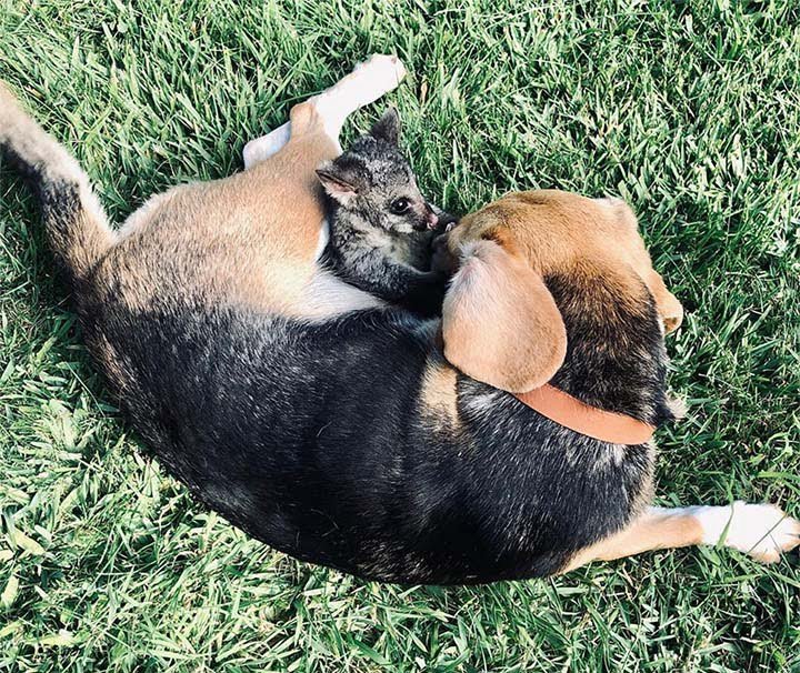 Beagle adopta a una zarigüeya bebé después de perder a su camada de cachorros 5 Molly y bebé zarigüeya
