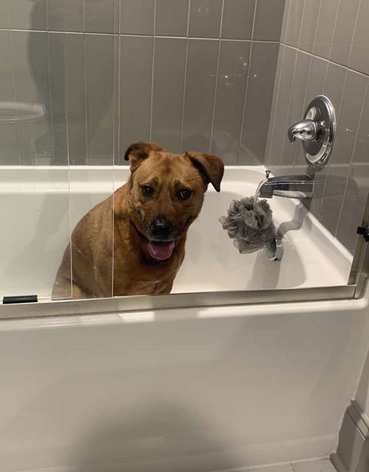 Gato se asegura de que su amigo perro esté bien durante la tormenta 3 Moose asustada