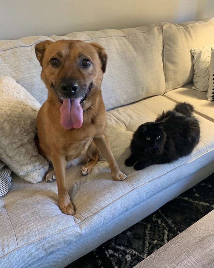 Gato se asegura de que su amigo perro esté bien durante la tormenta 1 Moose y su amigo