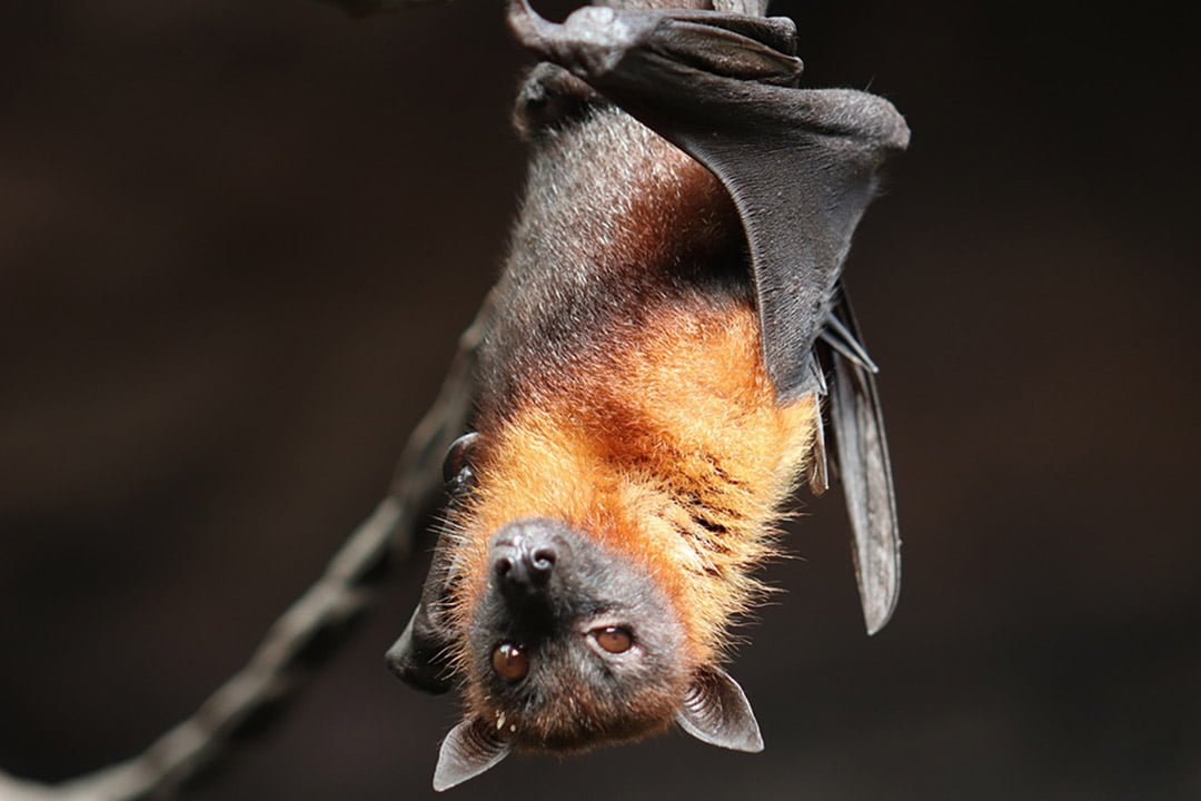 Mercado en Indonesia continúa vendiendo animales exóticos a pesar de la pandemia 3 Murciélago plato tradicional en indonesia