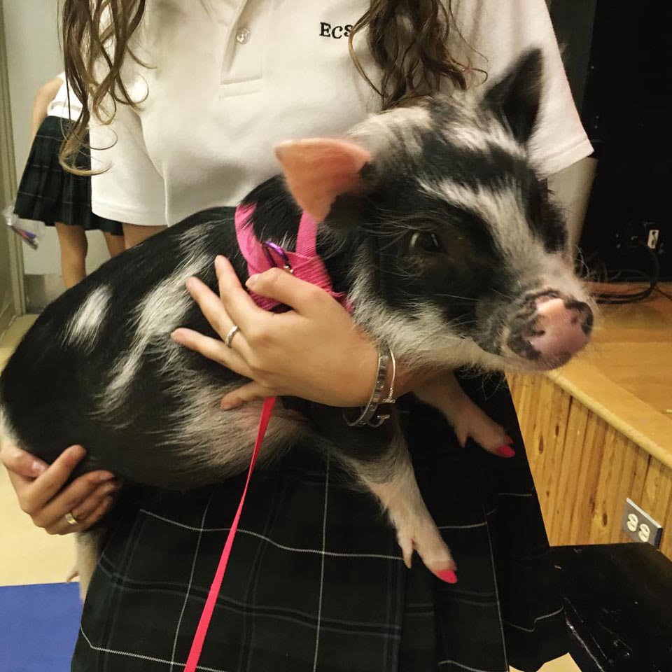 Cerdo de terapia con un gran corazón es toda una sensación en las redes sociales 3 Niña carga a adorable cerdita