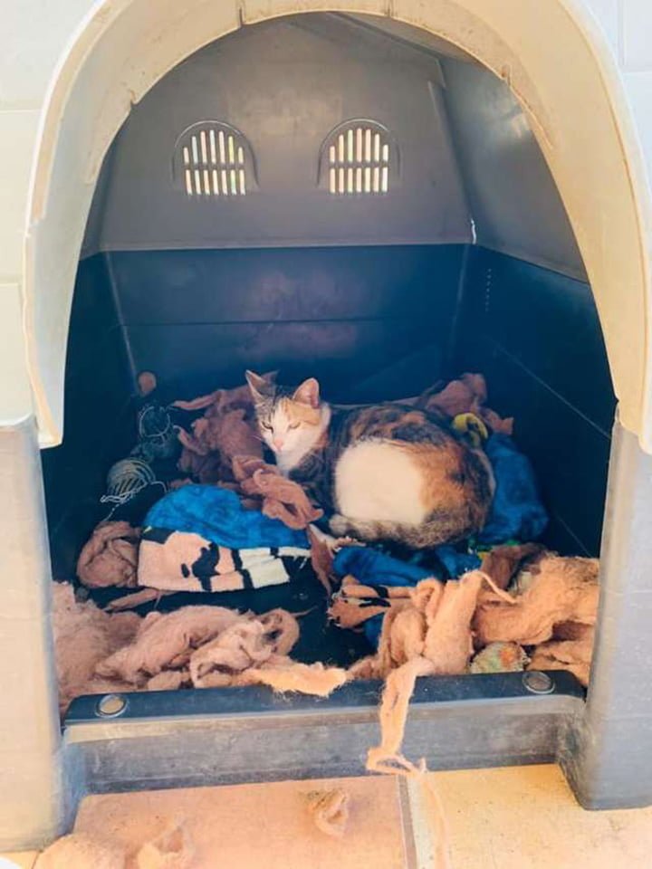 Dulce pitbull invita a una gata sin hogar embarazada en su casa para tener a sus bebés 4 Nicol esperando dar a luz