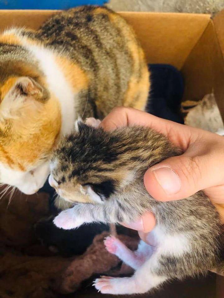Dulce pitbull invita a una gata sin hogar embarazada en su casa para tener a sus bebés 5 Nicol y sus bebés