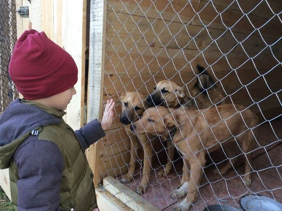 Niño crea pinturas personalizadas de animales para conseguir recursos para un refugio 2 Niño y perros de refugio