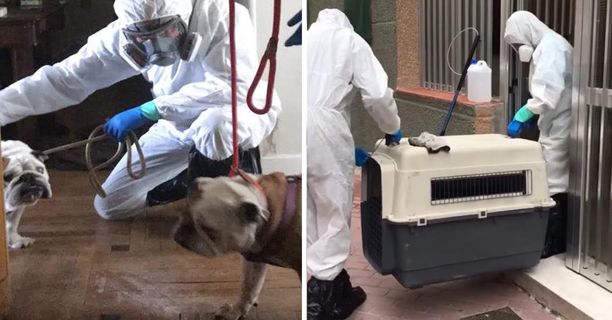 Organización ayuda a animales solos tras emergencia por coronavirus