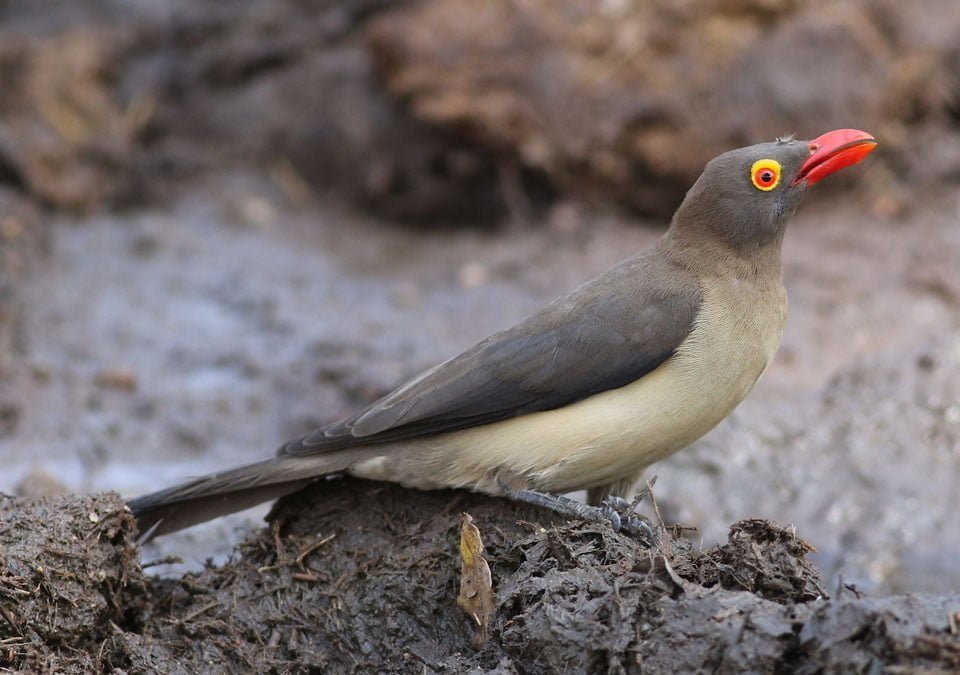 Pájaros advierten a los rinocerontes en peligro de extinción cuando hay personas cerca 5 Pájaro picabuey