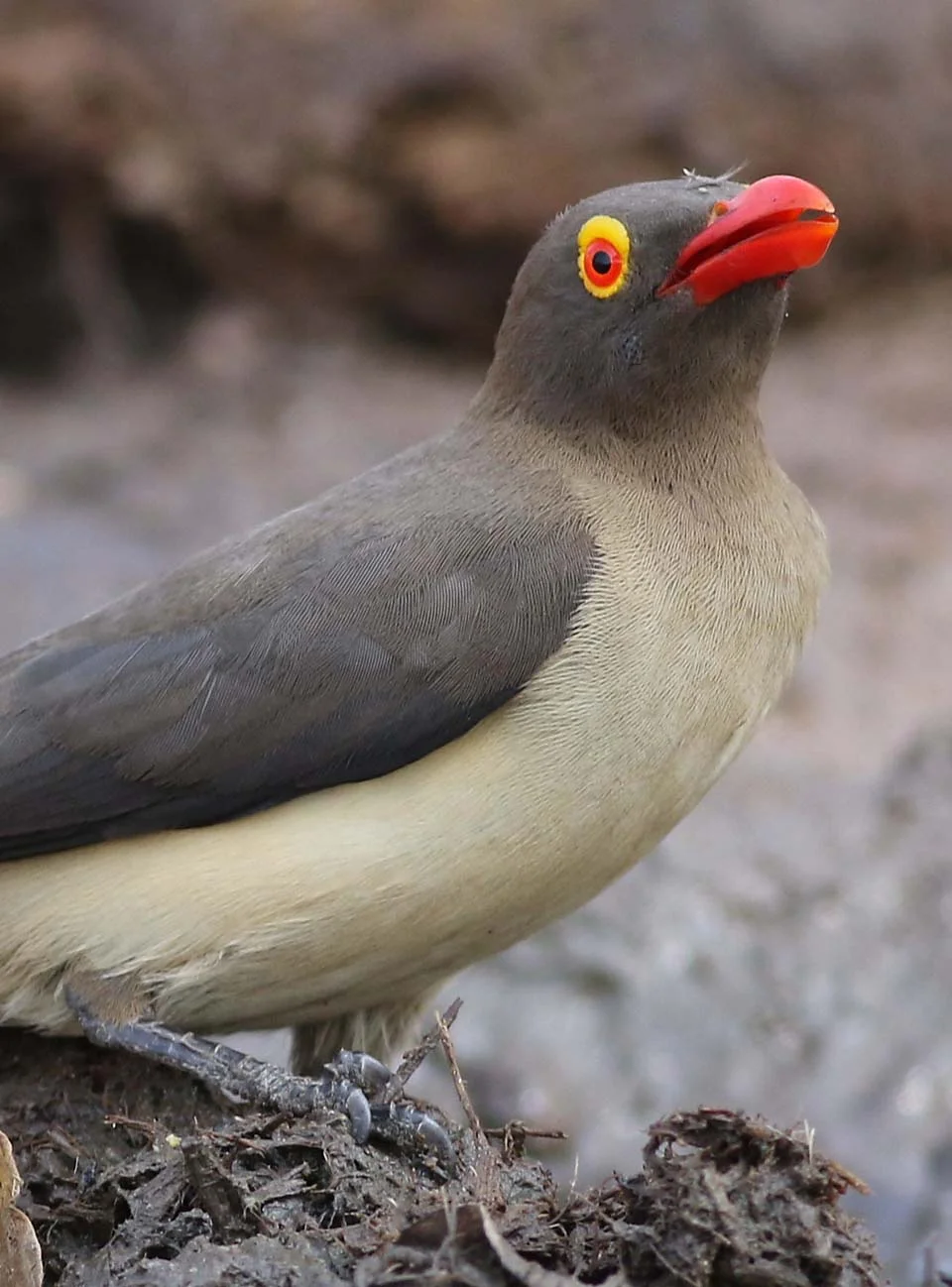 Pájaro pico rojo