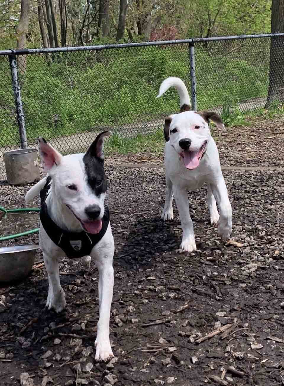 Mujer con miedo a los perros adopta a uno que le teme a las personas y se vuelven inseparables 18 Par de perritos