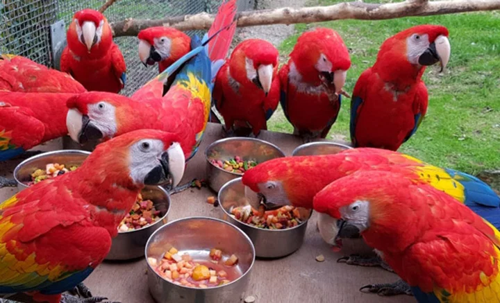 Paradise Park zoológico