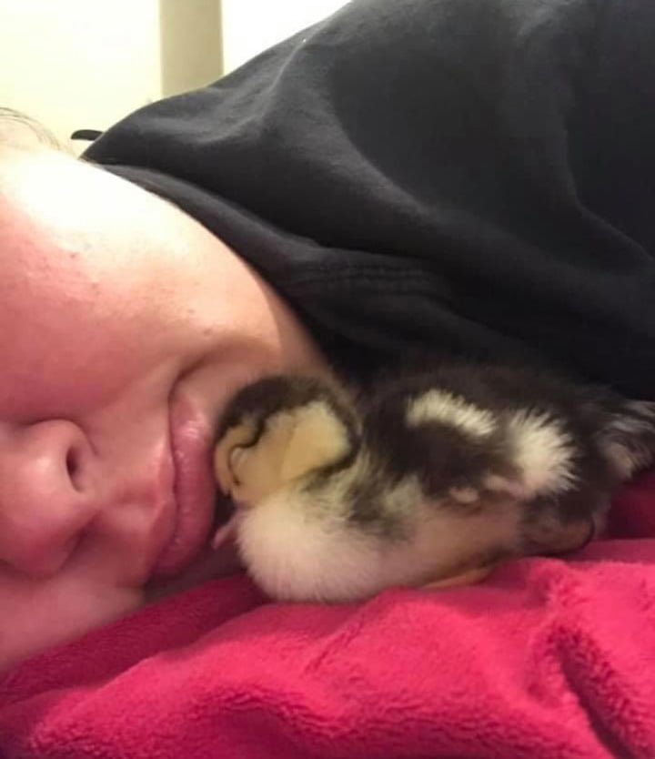 Mujer salva un huevo roto del nido de un pato llevándolo en su sostén 35 días para incubarlo 14 Patito finalmente camina