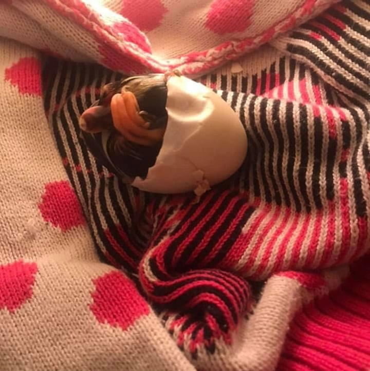 Mujer salva un huevo roto del nido de un pato llevándolo en su sostén 35 días para incubarlo 6 Patito saliendo del cascarón