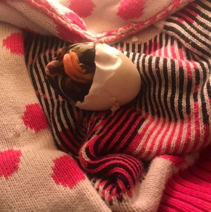 Mujer salva un huevo roto del nido de un pato llevándolo en su sostén 35 días para incubarlo 12 Patito saliendo del cascarón