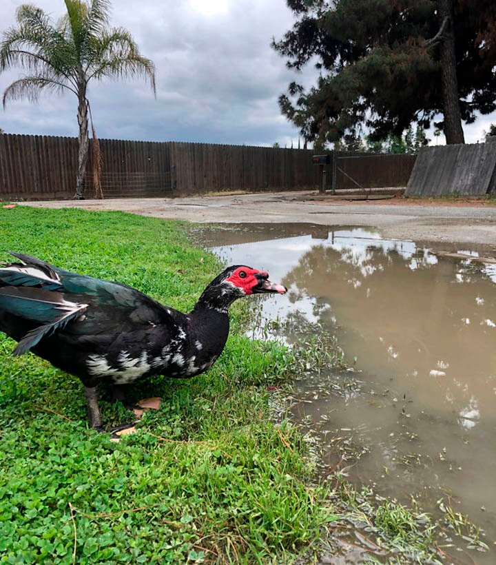 Mujer salva un huevo roto del nido de un pato llevándolo en su sostén 35 días para incubarlo 16 Pato disfrutando de su nueva vida