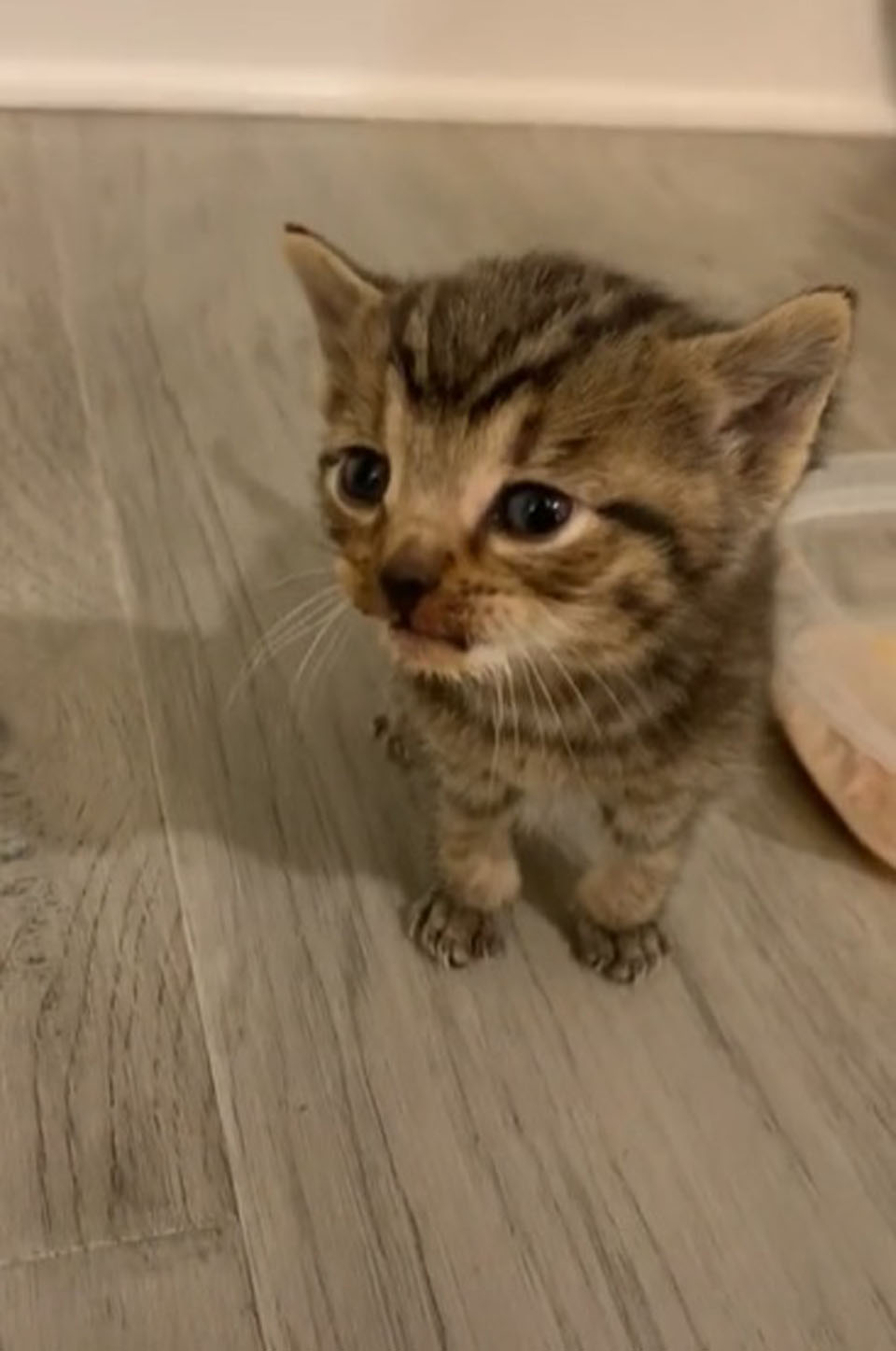 Gata sin hogar se vuelve amiga de una pareja y un día decide llevarles a su gatito 6 Pequeña gata