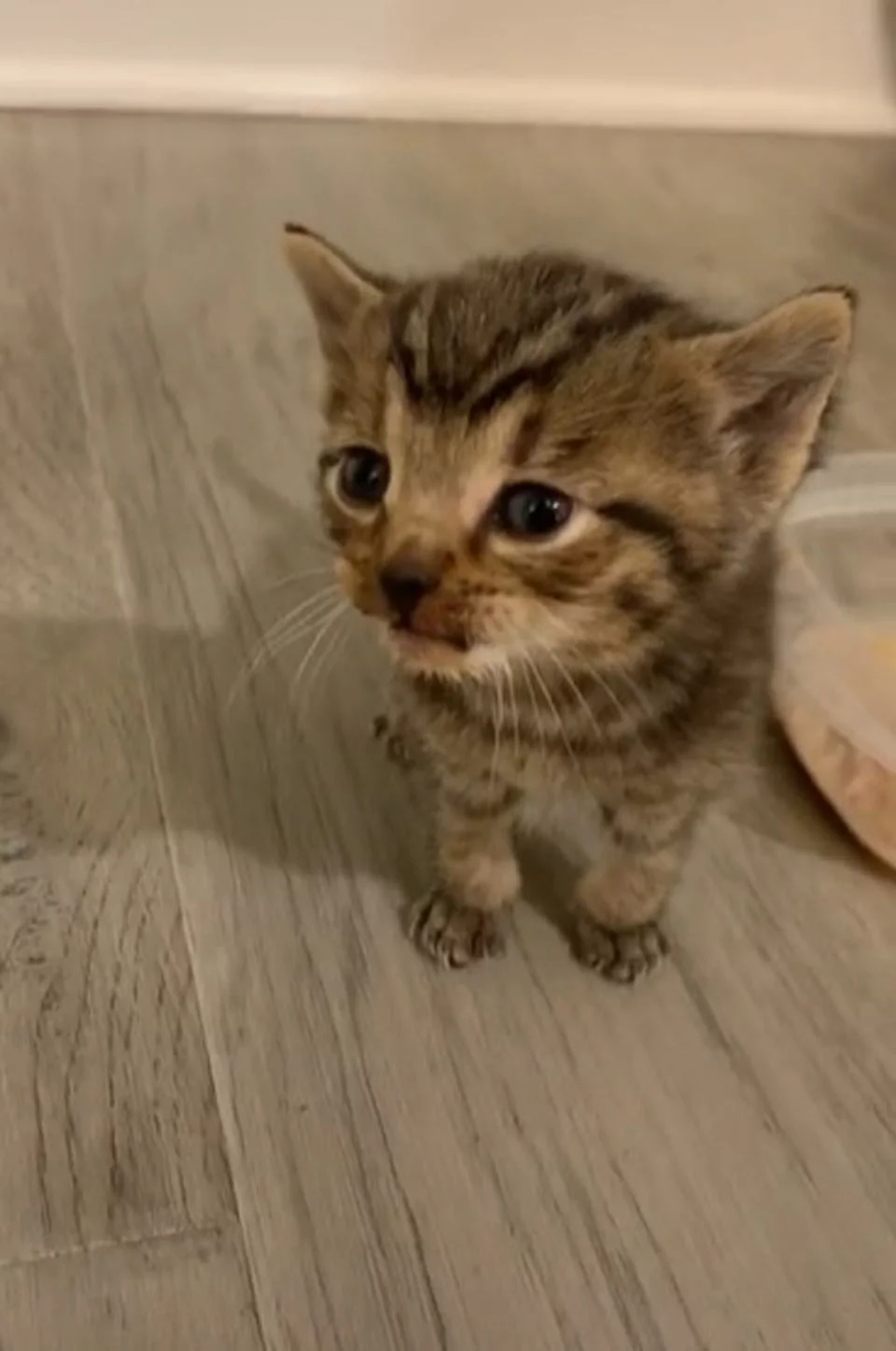 Gata sin hogar se vuelve amiga de una pareja y un día decide llevarles a su gatito 4 Pequeña gata