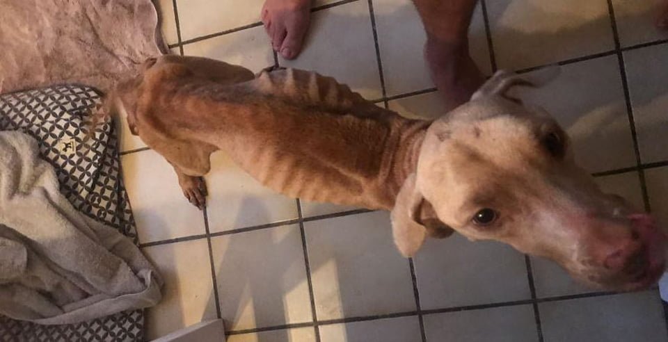 Hombre salta una valla para rescatar a una perrita de una familia descuidada 7 Perra desnutrida fue rescatada