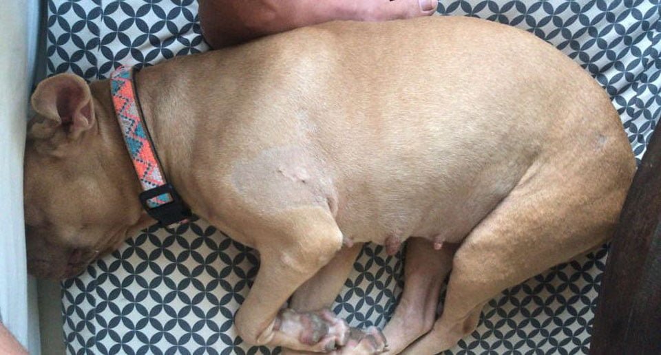 Hombre salta una valla para rescatar a una perrita de una familia descuidada 10 Perra recuperada de una desnutrición