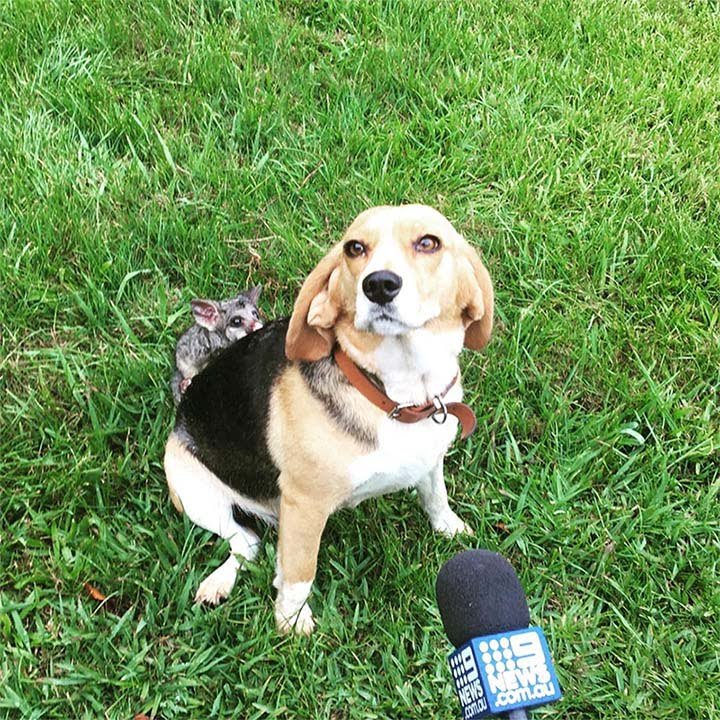 Beagle adopta a una zarigüeya bebé después de perder a su camada de cachorros 3 Perrita adopta a zarigüeya