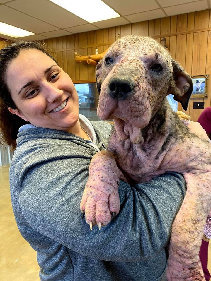 Personas amables salvan a un perro moribundo y su transformación es increíble 11 Perrita con sarna demodex