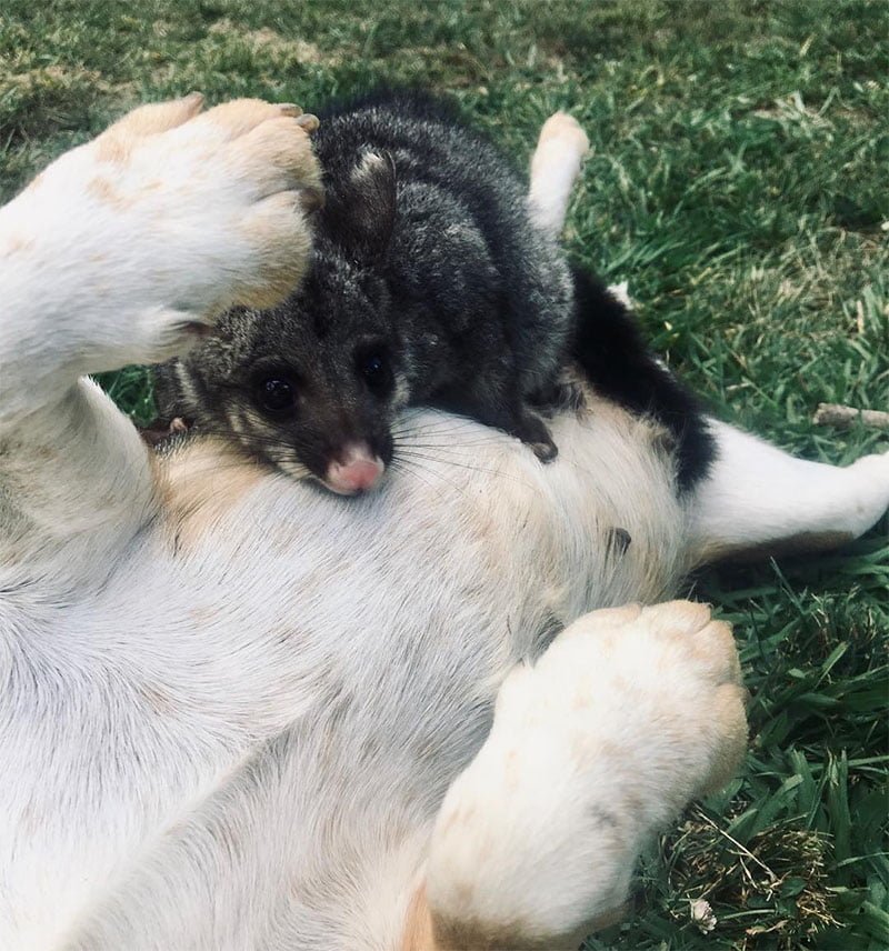 Beagle adopta a una zarigüeya bebé después de perder a su camada de cachorros 6 Perrita con su bebé adoptado