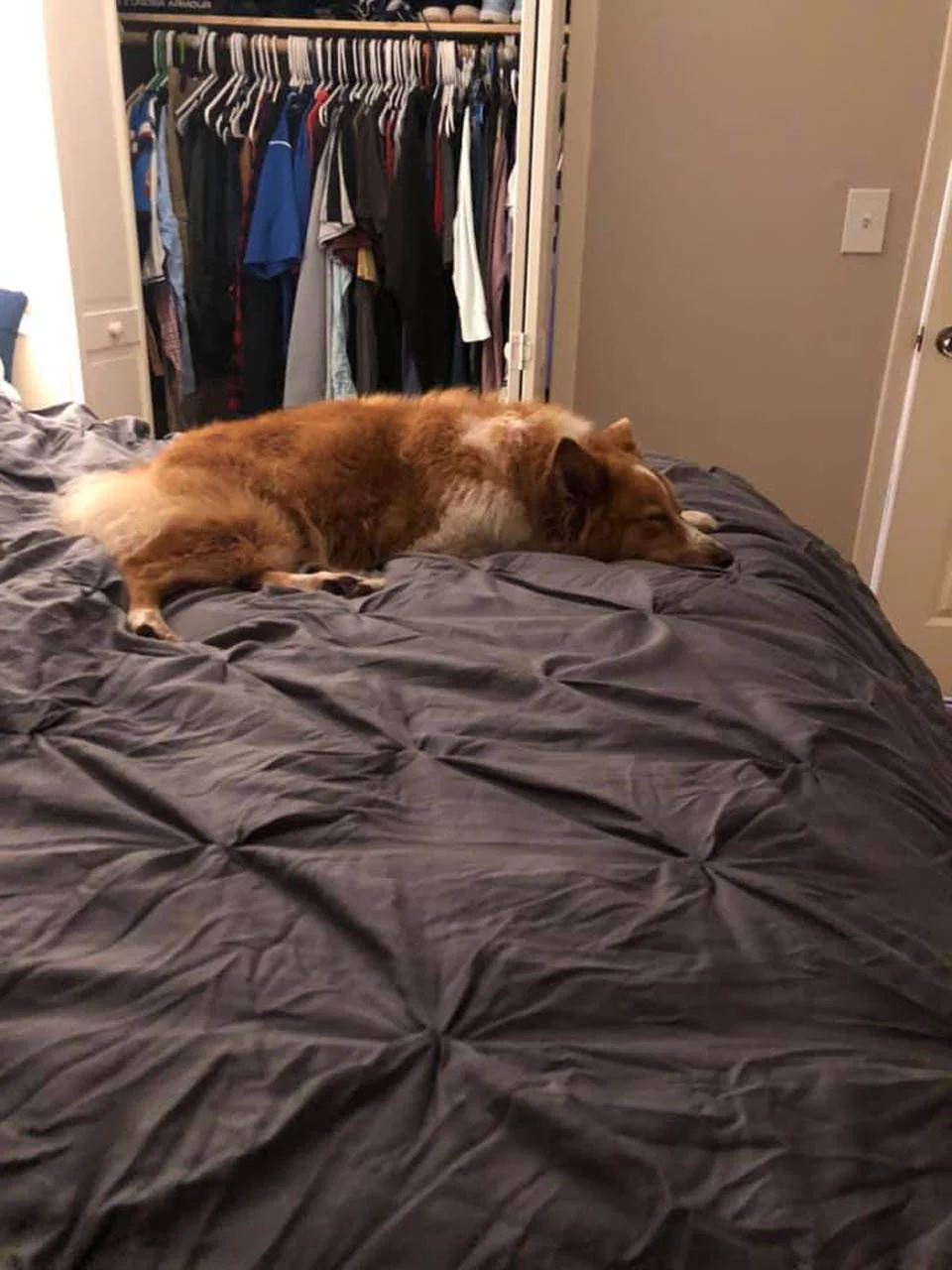 Perrita finalmente puede ver a su familia después de estar desaparecida durante casi 2 meses 4 Perrita descansa de nuevo en su hogar