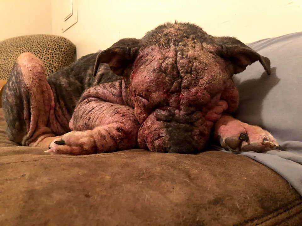 Personas amables salvan a un perro moribundo y su transformación es increíble 9 Perrita en mal estado