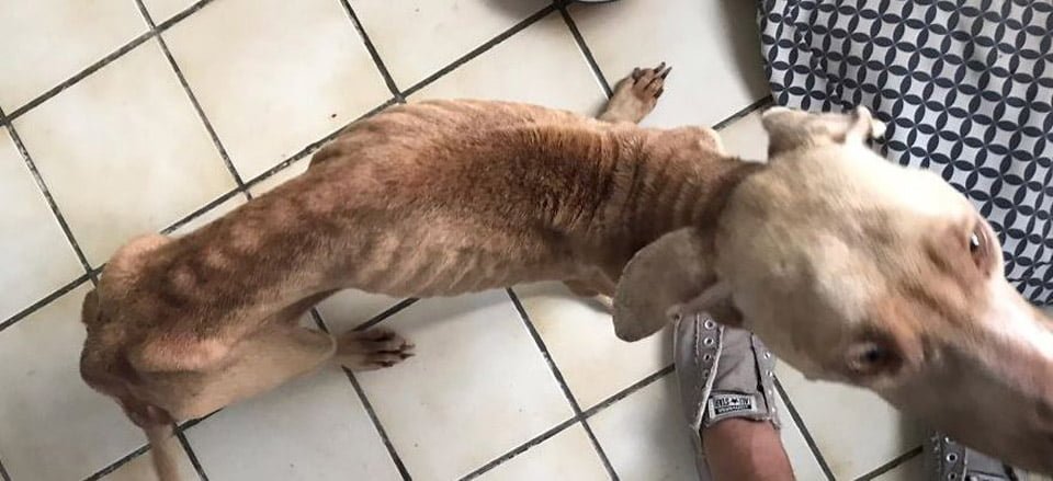 Hombre salta una valla para rescatar a una perrita de una familia descuidada 6 Perrita esquelética