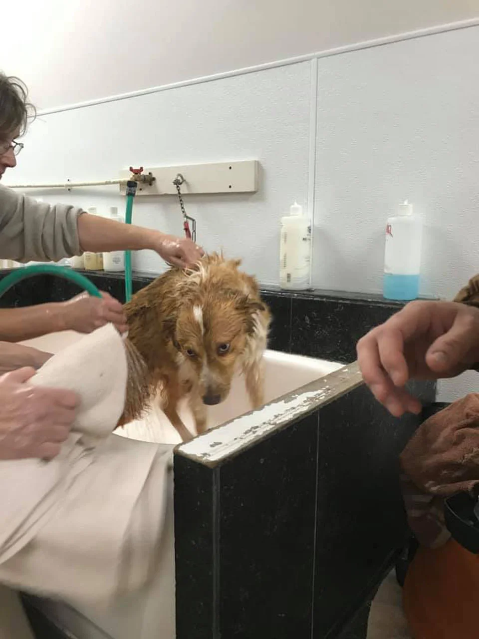Perrita finalmente puede ver a su familia después de estar desaparecida durante casi 2 meses 7 Perrita recibe baño después de ser encontrada