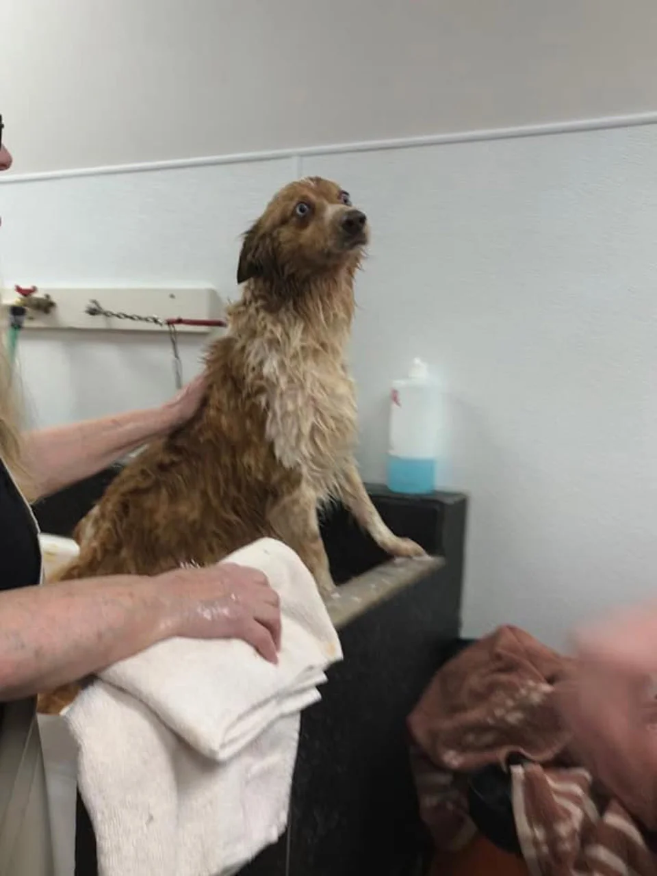 Perrita finalmente puede ver a su familia después de estar desaparecida durante casi 2 meses 6 Perrita recibe baño