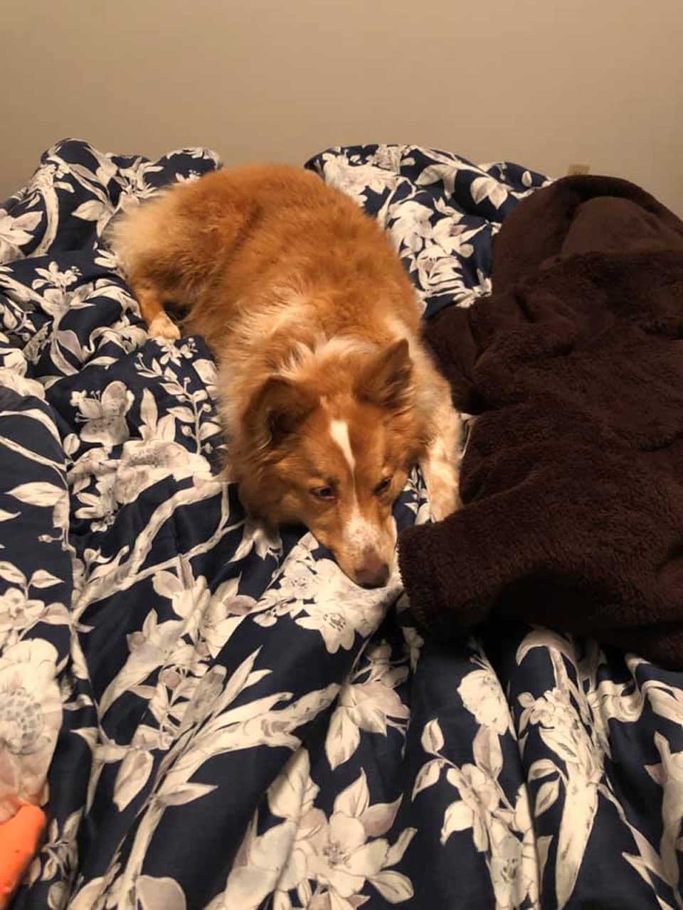 Perrita finalmente puede ver a su familia después de estar desaparecida durante casi 2 meses 16 Perrita regresa a su hogar