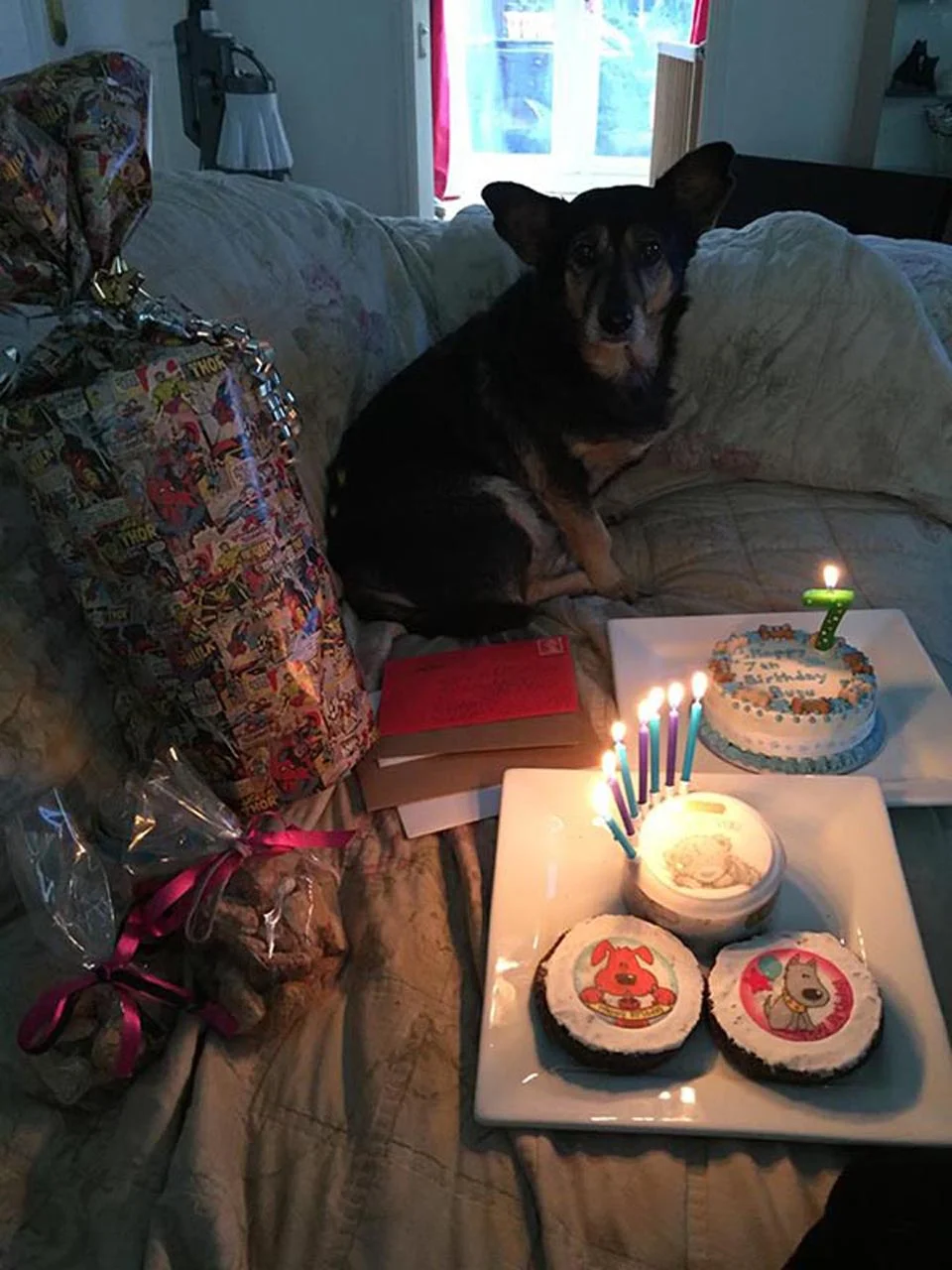Perro que se acercaba a las personas en la calle anhelando atención encuentra el amor 10 Perrito de cumpleaños