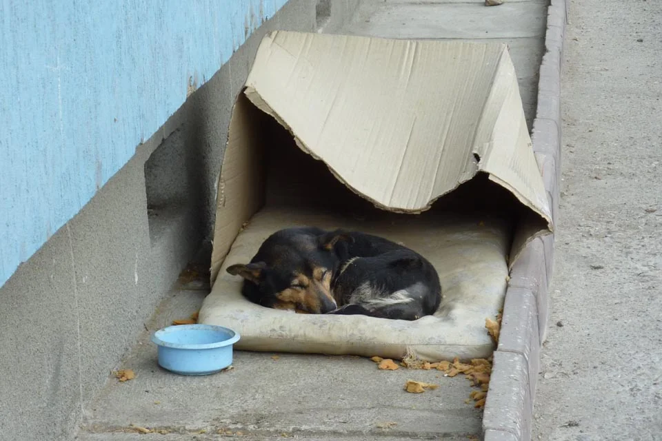 Perro que se acercaba a las personas en la calle anhelando atención encuentra el amor 2 Perrito dormía en la calle con una caja de cartón