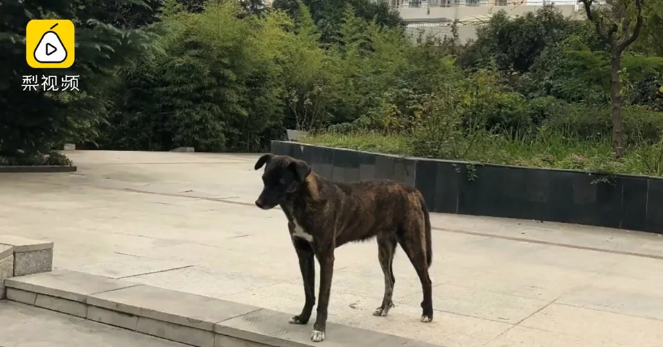 Perro leal espera 3 años a que su dueño regrese a casa sin darse cuenta que lo han dejado 5 Perrito en la calle