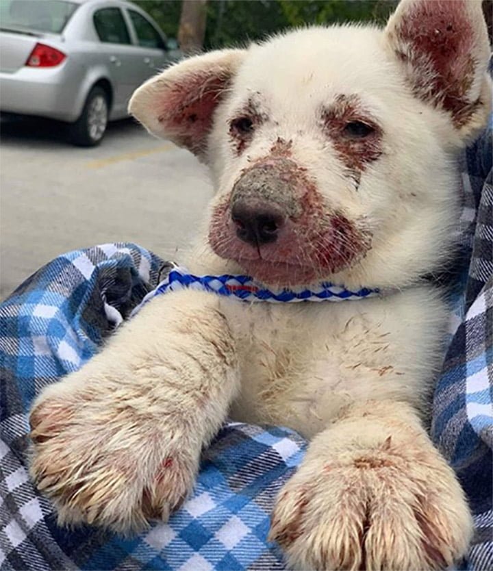 Cachorro se arrastró a través del sitio de construcción esperando a que alguien lo ayudara 6 Perrito enfermo rescatado