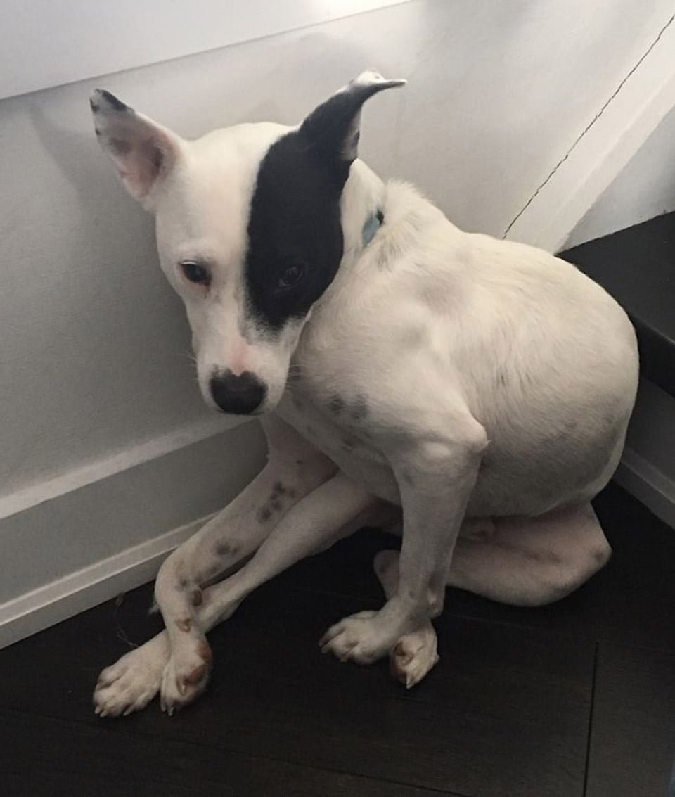Mujer con miedo a los perros adopta a uno que le teme a las personas y se vuelven inseparables 12 Perrito era muy temeroso