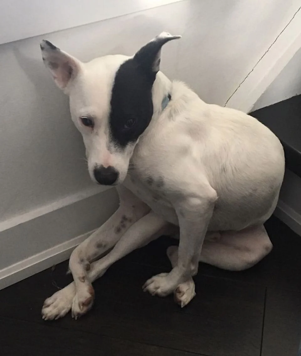 Mujer con miedo a los perros adopta a uno que le teme a las personas y se vuelven inseparables 1 Perrito era muy temeroso