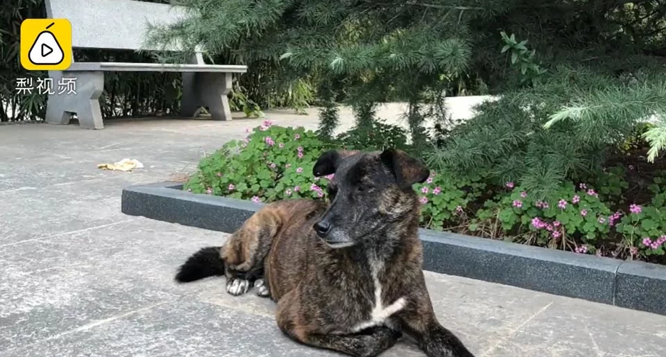 Perro leal espera 3 años a que su dueño regrese a casa sin darse cuenta que lo han dejado 4 Perrito espera a quienes lo abandonaron