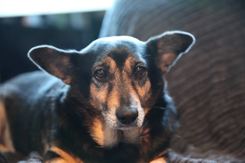 Perro que se acercaba a las personas en la calle anhelando atención encuentra el amor 5 Perrito logro conseguir un hogar