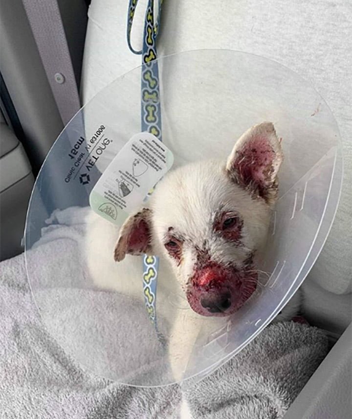 Cachorro se arrastró a través del sitio de construcción esperando a que alguien lo ayudara 7 Perrito mal herido y enfermo