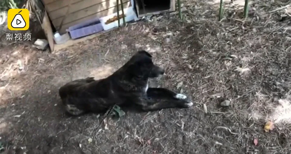 Perro leal espera 3 años a que su dueño regrese a casa sin darse cuenta que lo han dejado 3 Perrito muy leal