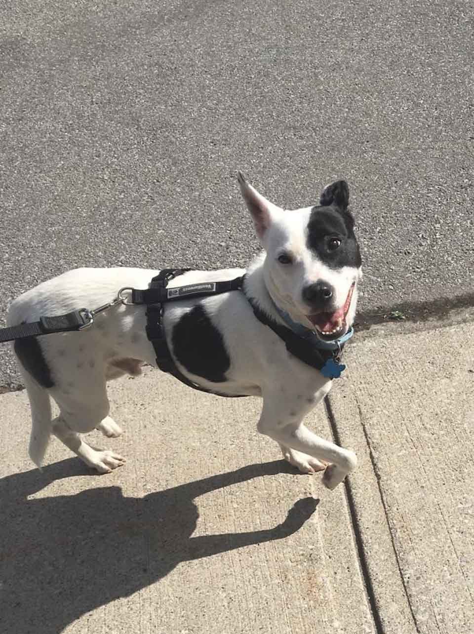 Mujer con miedo a los perros adopta a uno que le teme a las personas y se vuelven inseparables 21 Perrito pasea en la calle