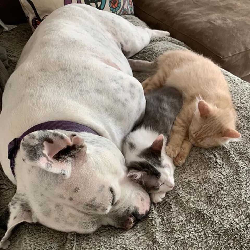 Perrito sordo duerme con gatitos