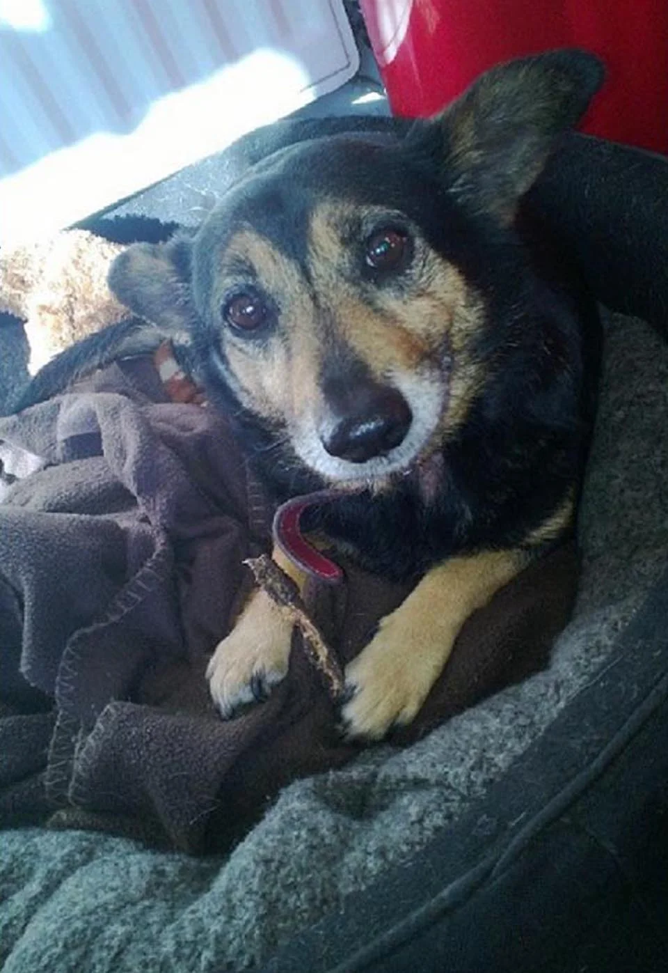 Perro que se acercaba a las personas en la calle anhelando atención encuentra el amor 6 Perrito tiene un hogar donde le brindan amor
