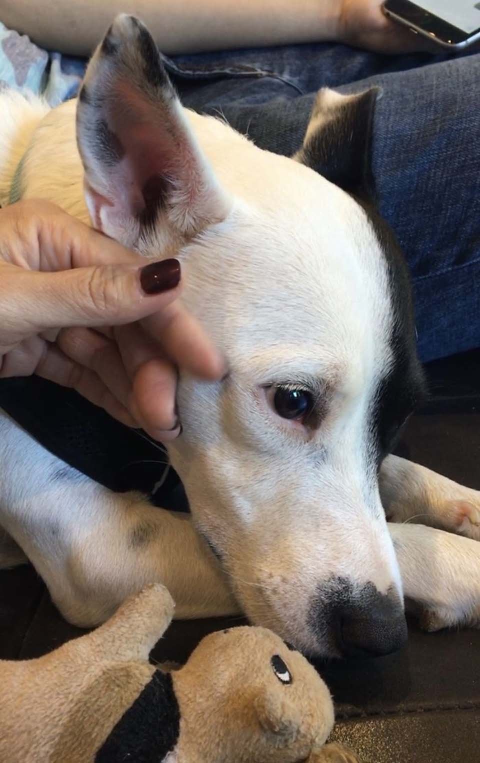 Mujer con miedo a los perros adopta a uno que le teme a las personas y se vuelven inseparables 13 Perrito tímido